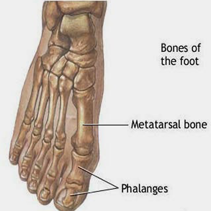 Anatomi Tulang Metatarsal
