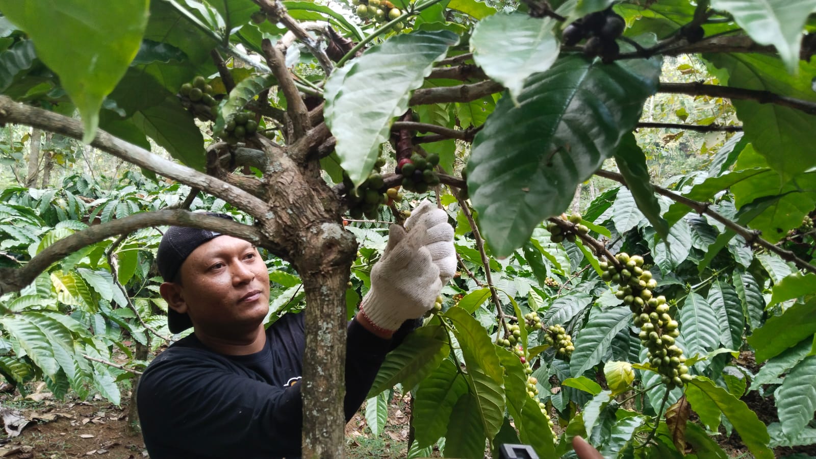 PETIK: Salah seorang petani kopi di lereng Pegunungan Muria Dukuh Segawe, Desa Klakahkasihan, Kecamatan Gembong, memanen buah kopi di kebun.
