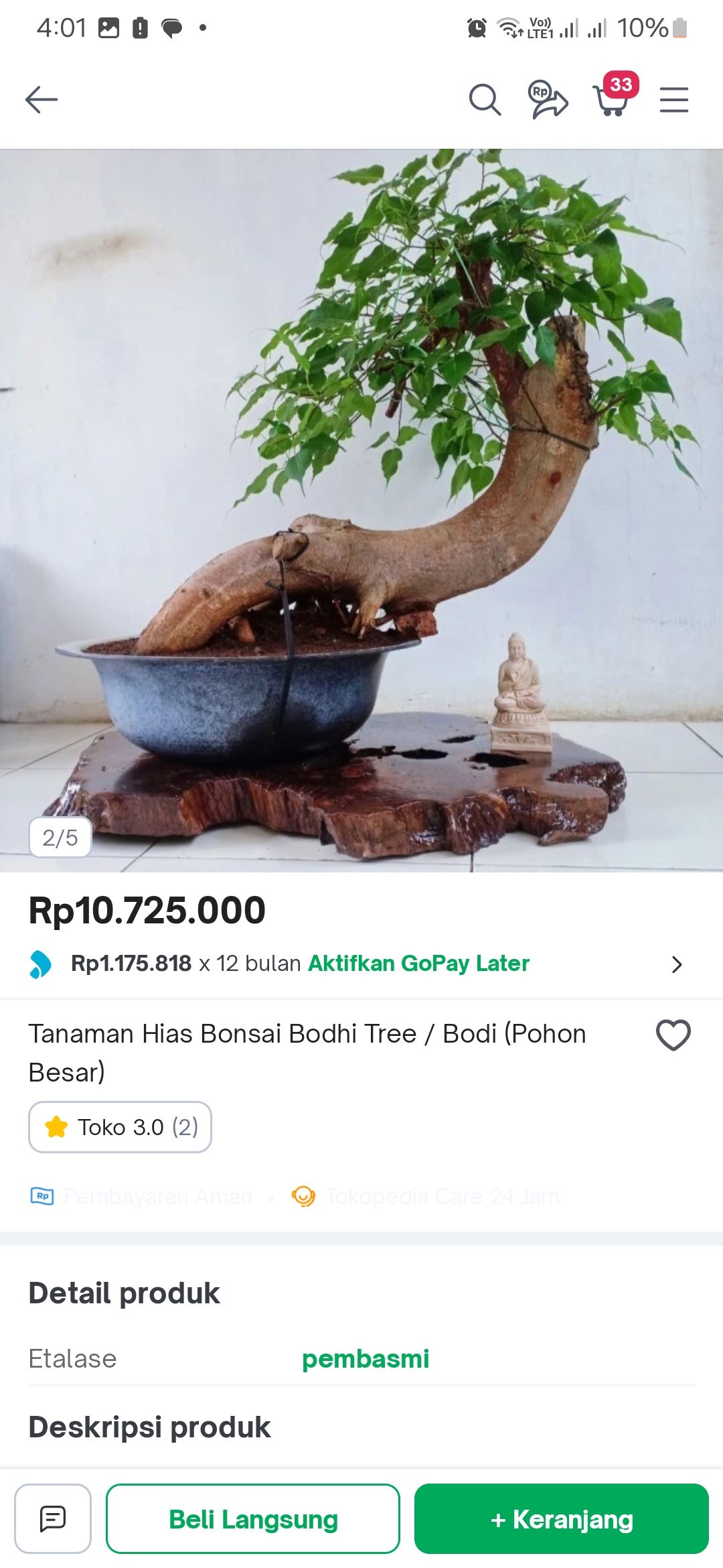 Foto Pohon Bodhi. Sumber: Kebun Sumber Jaya Tokopedia