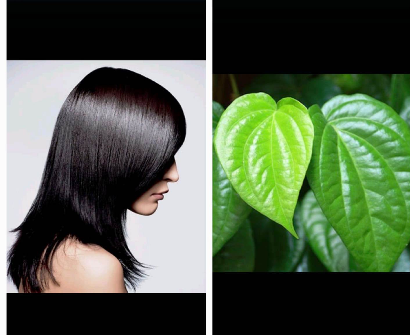 LEMBUT BERKILAU: Daun siri berkhasiat melembutkan rambut tampak berkilau dan menawan.