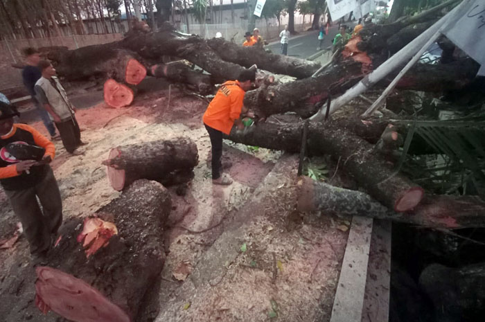 TUMBANG MENIMPA WARGA: Dua pengendara sepeda motor tertimpa pohon tumbang saat melintas di Jalan Rahtawu Raya Desa Gondosari Gebog pada Minggu (1/9) pagi.