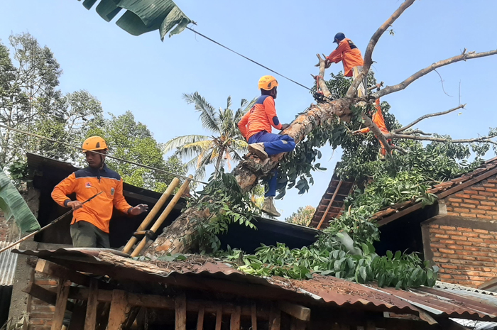RUSAK: Petugas mengevakuasi batang pohon yang menimpa rumah warga di Desa Slagi, Pakis Aji, Rabu (25/9).