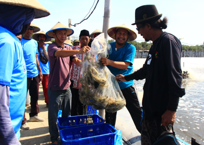 PANEN: Calon Bupati Rembang, Harno, memanen udang vaname di Desa Tireman, Kecamatan Rembang, Selasa (8/10) pukul 07.30 WIB.