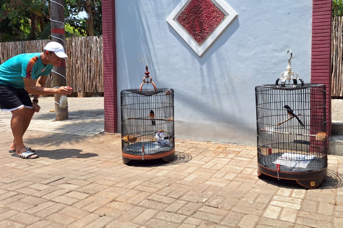Kahudi mengurus dua burung kicau koleksinya yang ia bawa dari Sleman.