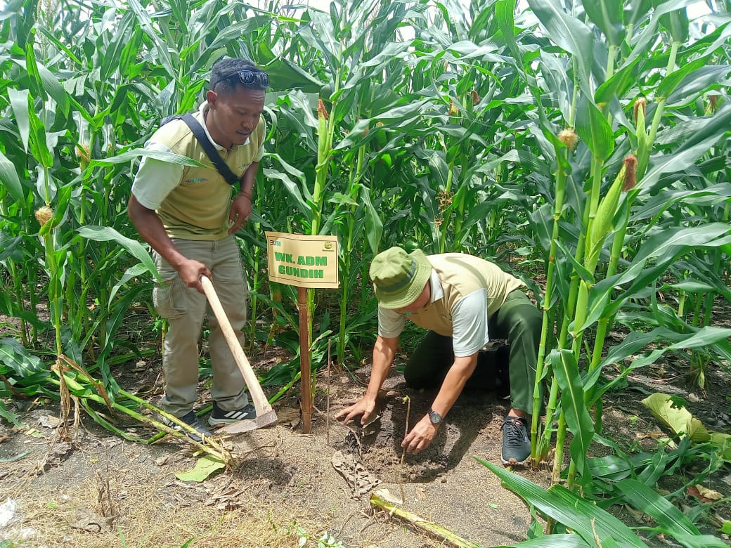 TANAM POHON &ndash; Anggota KPM Perhutani menanam pohon penghijauan di lahan BKPH Wilayah Geyer, kemarin.