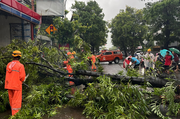 AMBRUK: Pegawai BPBD Jepara bersihkan pohon tumbang di Kelurahan Saripan, Jumat (6/12).