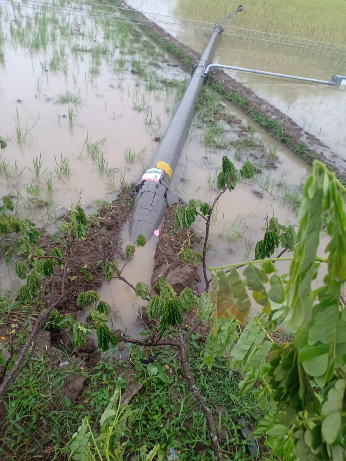PATAH: Kondisi tiang listrik PLN roboh usai diterjang hujan dan angin kencang di Japerejo, Rembang.