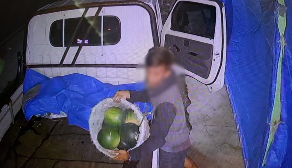 TEREKAM CCTV: Seorang pria terekam cctv saat mencuri semangka di Penawangan, Grobogan.