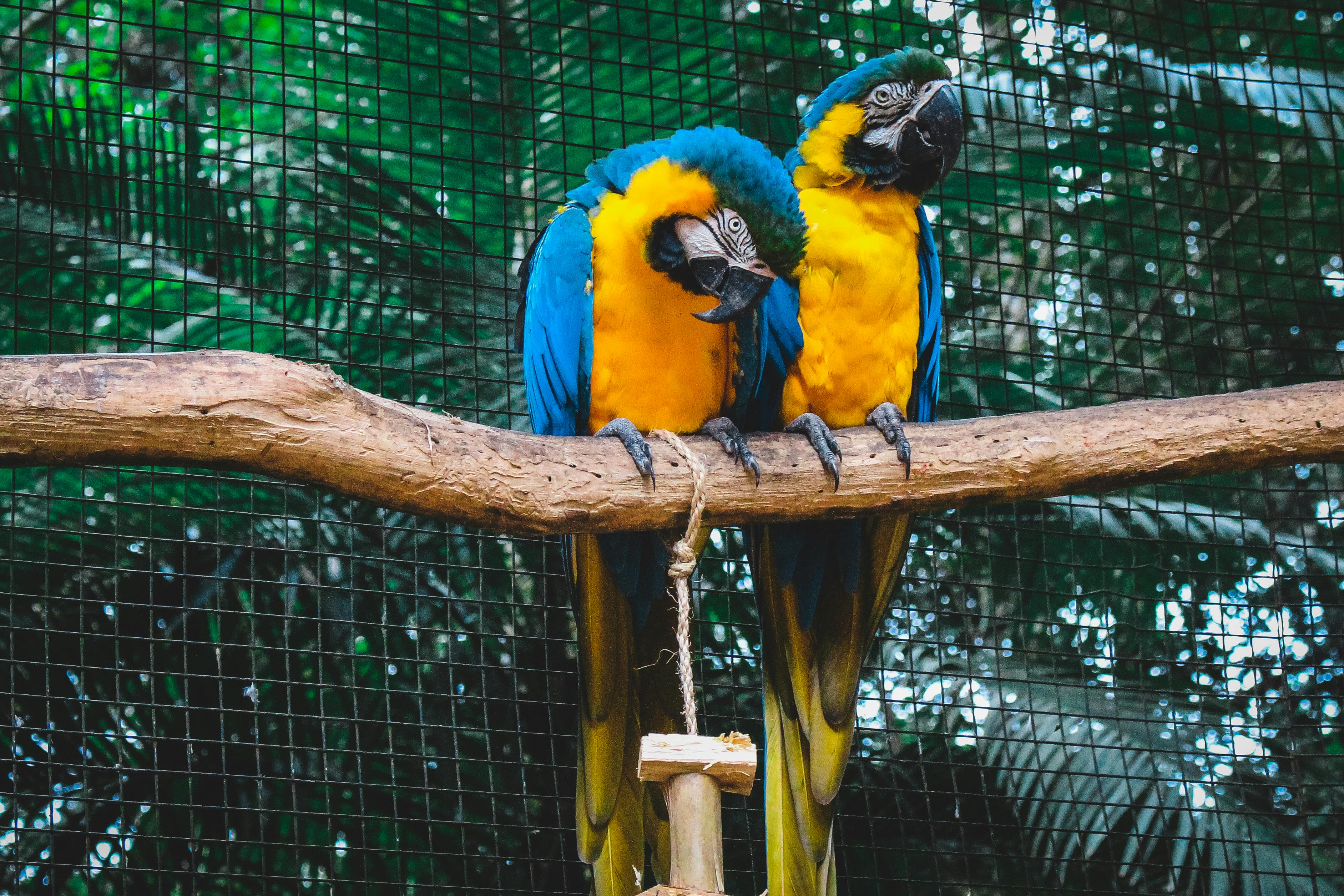 Ilustrasi kebun binatang (Foto : Jonny Lew/Pexels)