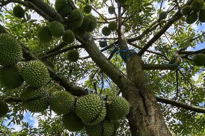 Buah durian di kebun GW Farm Pati