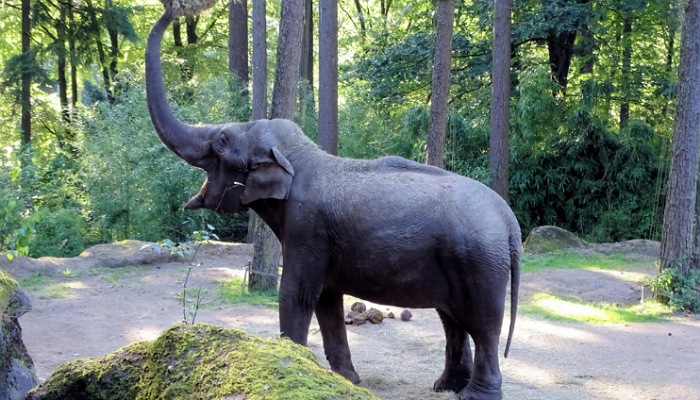 Ilustrasi kebun binatang (Foto : Richard de Reus/Pexels)
