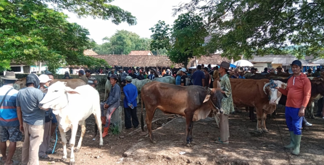 RAMAI: Sejumlah pedagang saat menjual sapi di pasar hewan baru-baru ini.