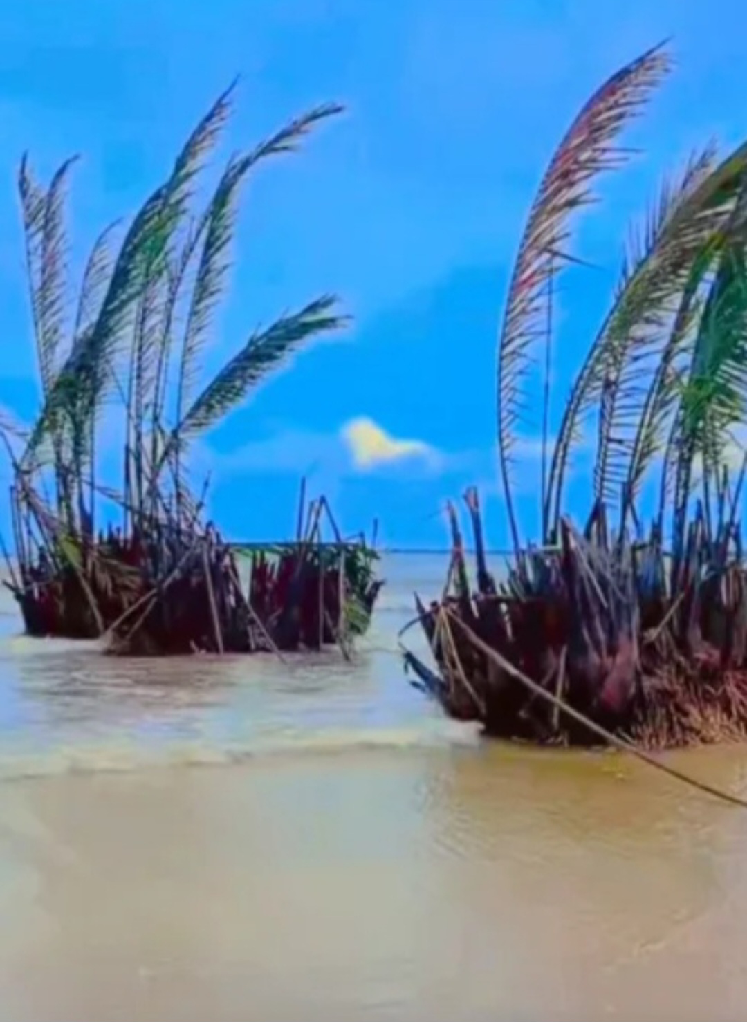 MITOS: Sepasang Buyuk muncul di Pantai Jepara