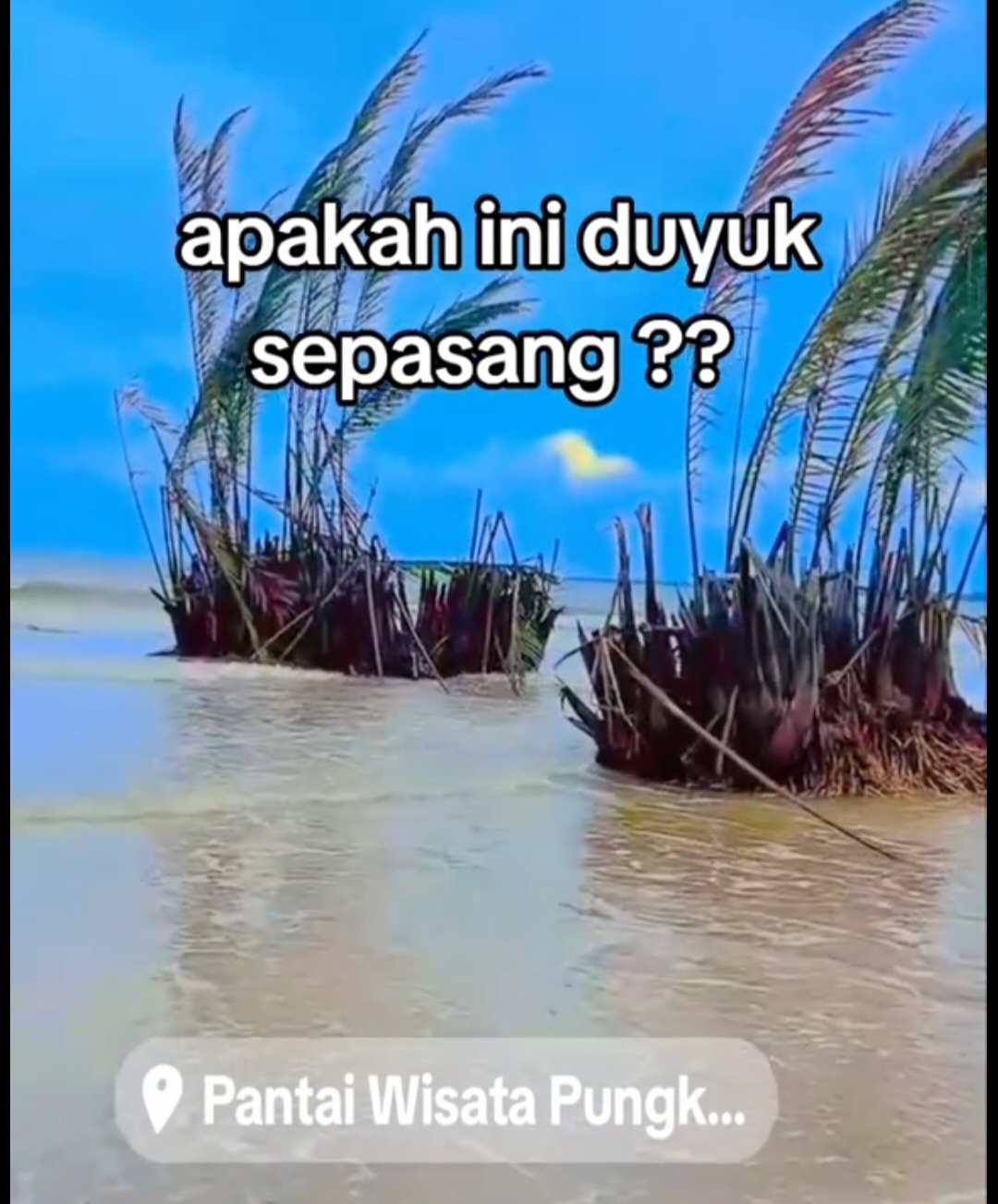 PERTANDA APA: Sepasang Buyuk atau Duyuk muncul di Pantai Jepara