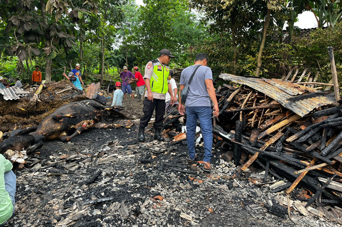TERPANGGANG: Warga Desa Sambirejo dan anggota Polsek Toroh mengangangkat sapi yang tepanggang milik Boiman warga setempat, Jumat (25/1).