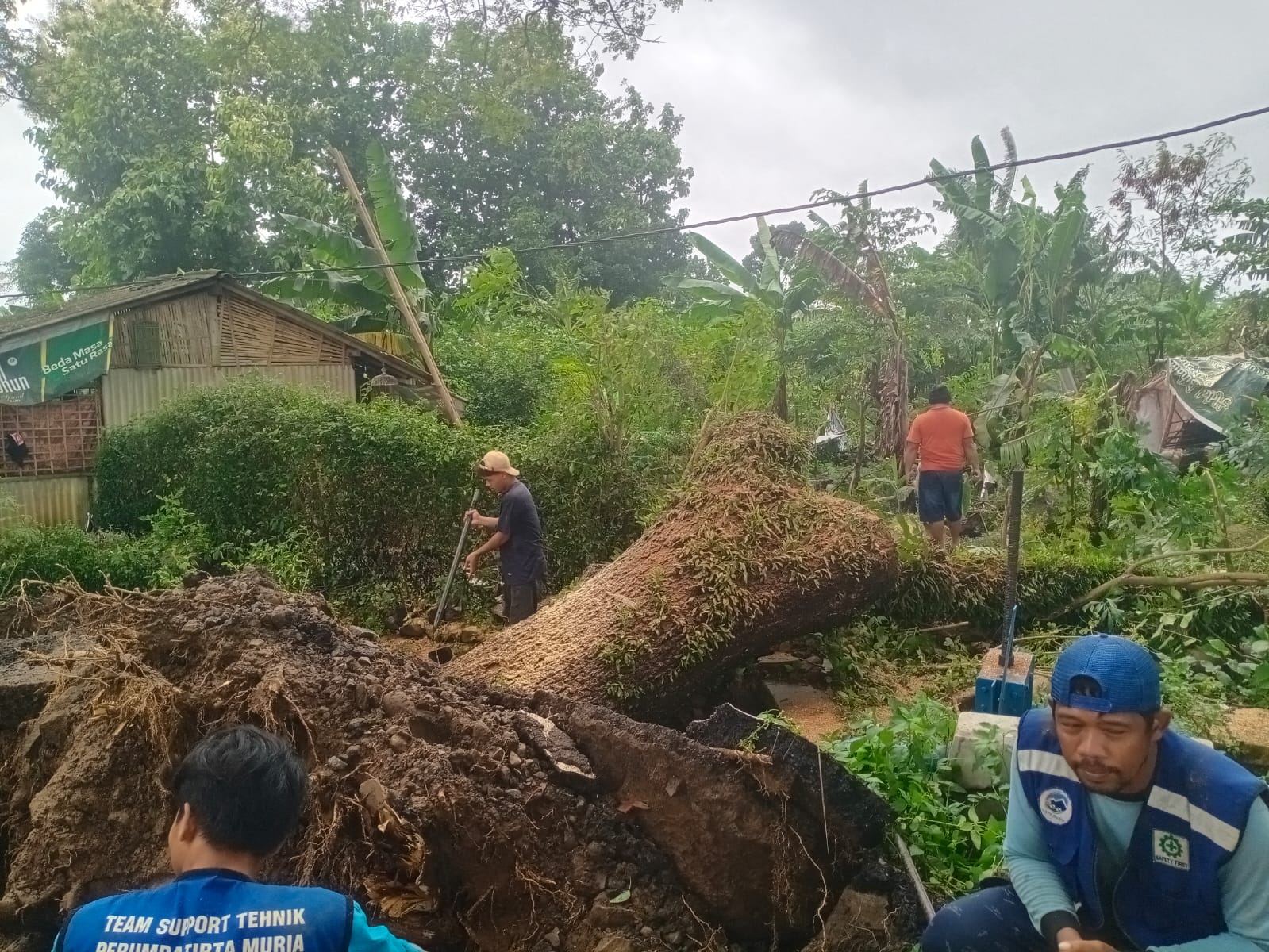 DIEVAKUASI: Pohon trembesi setinggi 12 meter di Desa Besito, Gebog, Kudus, tumbang menimpa kandang kambing pada Rabu, 29 Januari 2025.