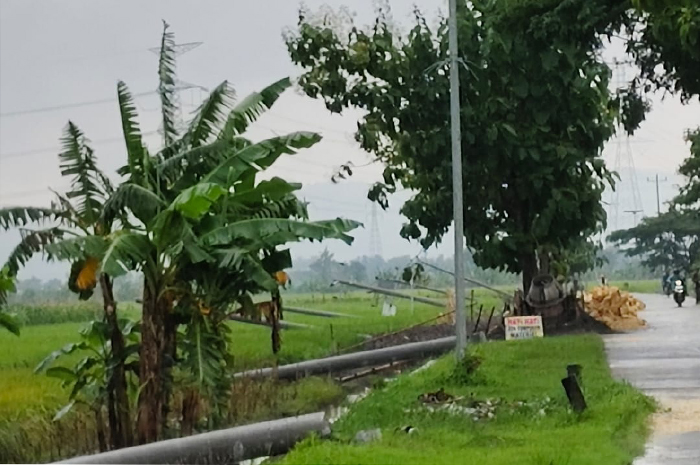 ROBOH: Belasan tiang listrik di kampung Widuri, RT 3/RW 8 Desa Cingkrong, Kecamatan Purwodadi roboh karena dampak pembuatan selokan saluran air penggalian mepet dengan tiang listrik.