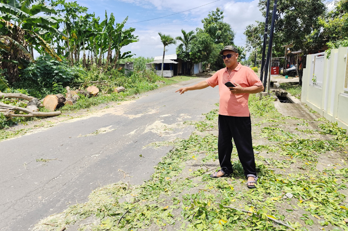 NAHAS: Warga Desa Bumiayu, Wedarijaksa memperlihatkan lokasi pohon tumbang di desa setempat kemarin.