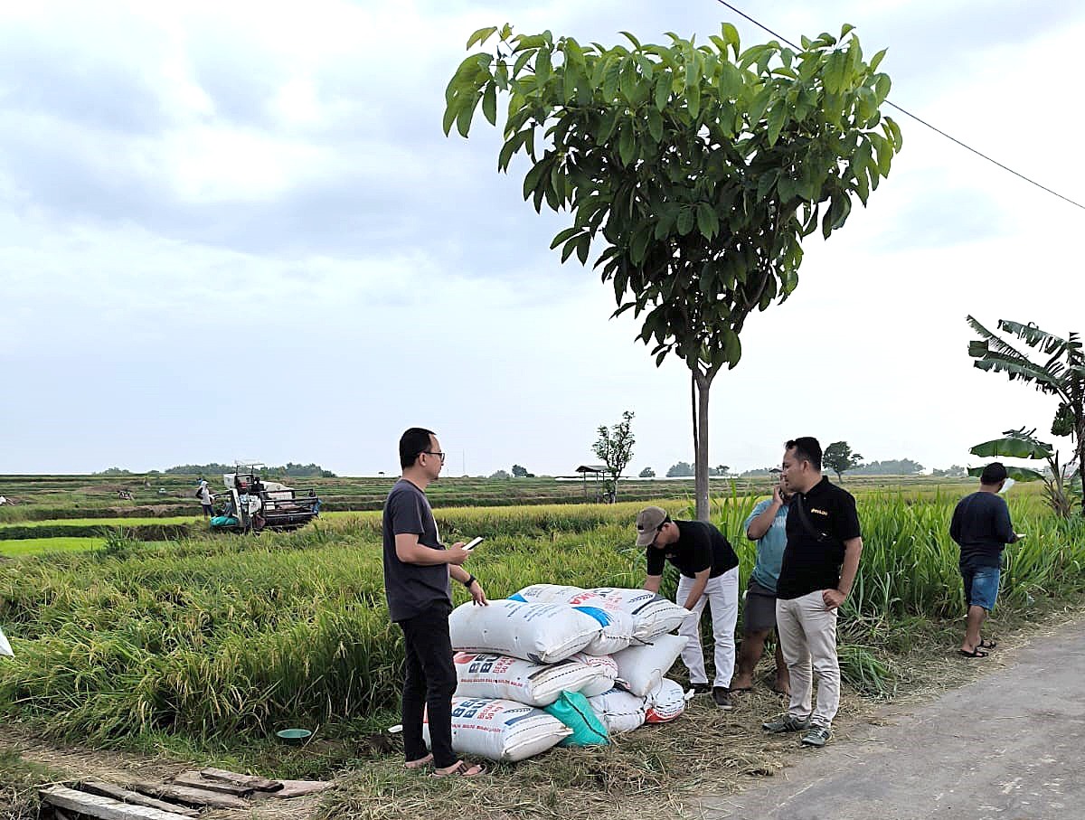 SERAP GABAH: Petugas dari Bulog Kantor Cabang Pati membeli gabah kering dari petani lokal.