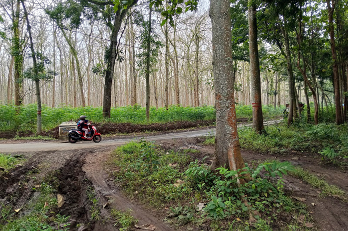 MENCEKAM: Potret hutan jati di kawasan Kecamatan Tlogowungu Kabupaten Pati yang dianggap mistis.