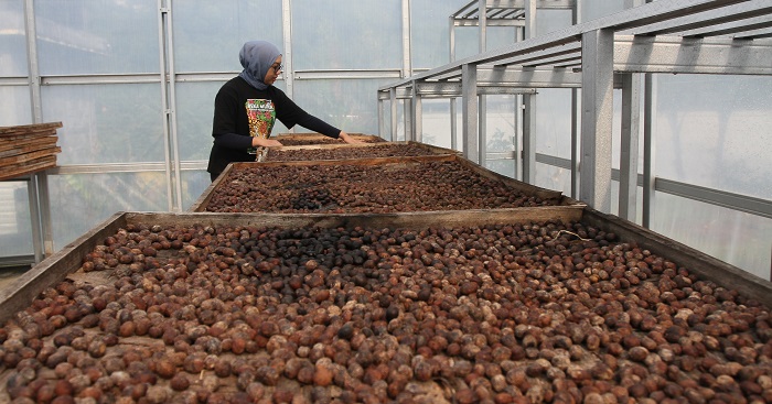PRODUKSI TURUN: Petani kopi Muria sedang memilah biji kopi pascapanen.