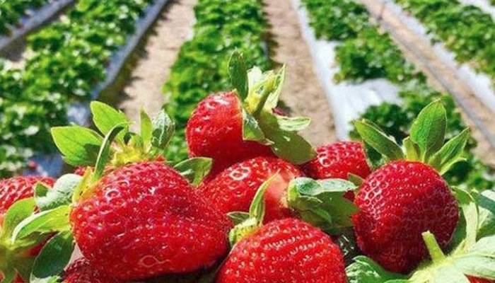 Kebun stroberi (Foto : Tangkapan layar unggahan IG @lafresa_id)