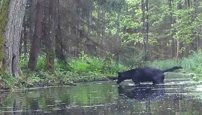 Serigala hitam terekam kamera sedang menyeberang sungai di sebuah hutan di Polandia. (Foto : Dok. SAVE Wildlife Conservation Fund Polandia / Tangkapan layar IG @fundacjasave)