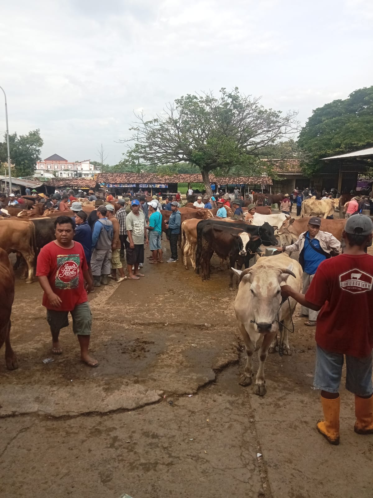 PASAR: Aktivitas yang ada di Pasar Hewan Kunden Wirosari.