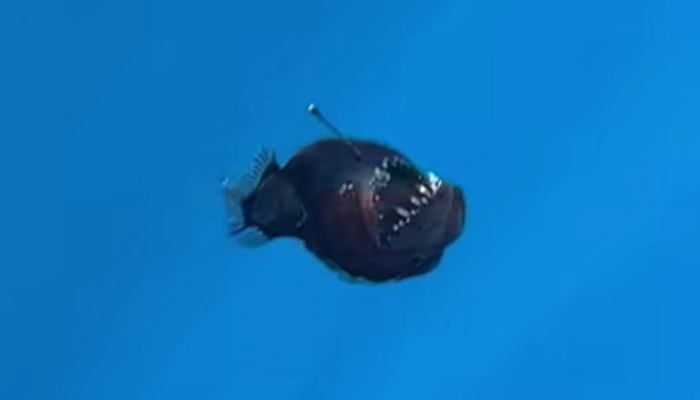 Anglerfish muncul di permukaan laut di Spanyol (Foto : Tangkapan layar video unggahan IG @condrik_tenerife dan @jara.natura)