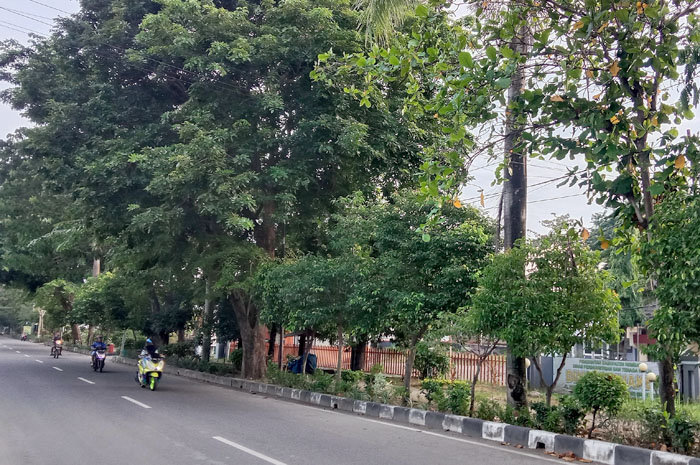 RIMBUN: Pengendara melintas di bawah pohon yang ada di Jalan Pemuda, Rembang kemarin.