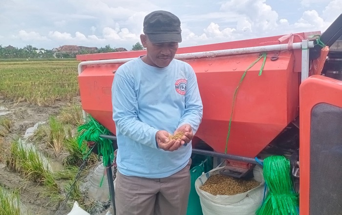 PETANI: Sejumlah petani ketan di Kecamatan Undaan sedang panen, kemarin.
