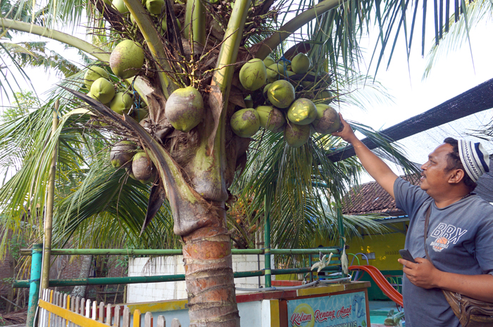 TERUS DIKEMBANGKAN: Seorang petani kopyor bersiap memasarkan buah hasil panennya.