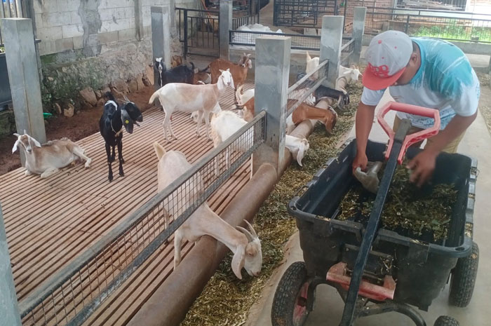 BERI PAKAN: Pengurus peternakan memberi pakan untuk kambing perahnya, kemarin.
