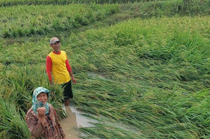 MASIH TERSELAMATKAN: Petani memperlihatkan kondisi padi pasca terendam banjir. Namun beruntung masih bisa terselematkan.