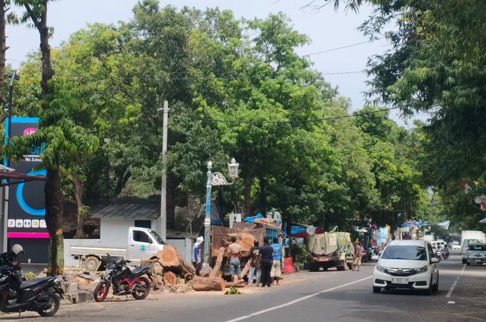 DIBERSIHKAN: Sejumlah orang membersihkan tebangan pohon di Jalan dr. Soetomo Rembang Kota.