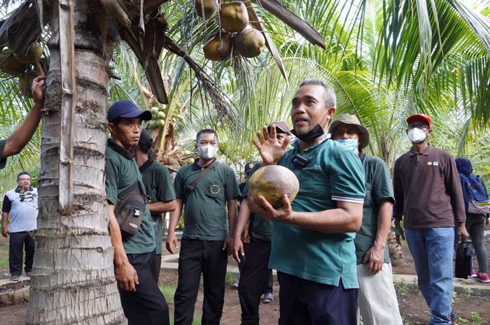 LARIS: Seorang pengunjung sedang melihat buah kelapa kopyor di Agrowisata Kelapa Kopyor Kenanti Dukuhseti.