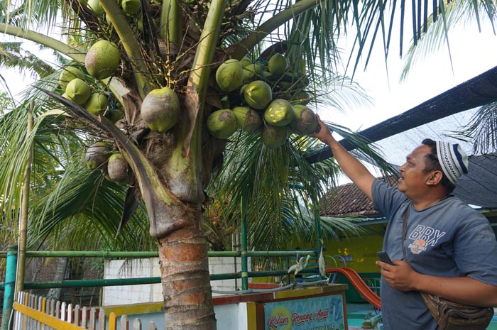 IJO: Suasana kebun kelapa kopyor yang sedang berbuah di Desa Kenanti Dukuhseti.