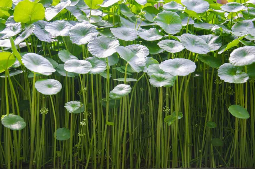 tanaman Pegagan alias Centella Asiatica