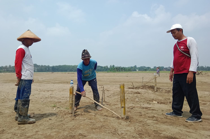 DIUKUR: Warga Desa Baturagung, Kecamatan Gubug, Grobogan, saat mengukur sawah yang terdampak banjir.