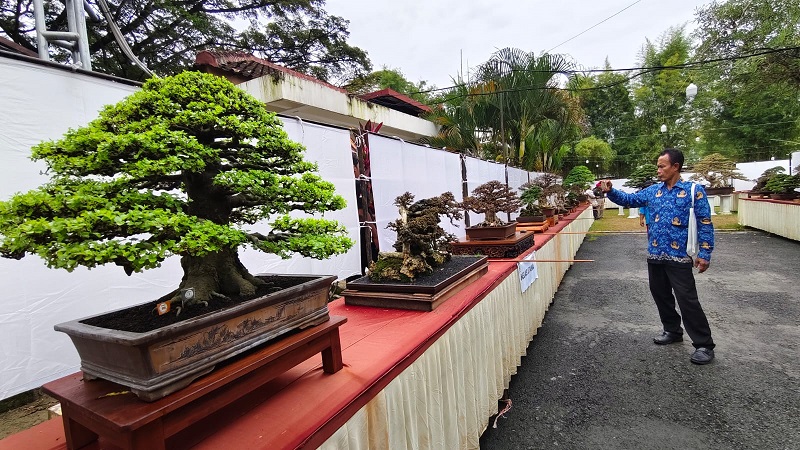 CANTIK &ndash; Pohon bonsai berjajar rapi dalam kontes yang digelar di halaman Rumah Kedelai Grobogan.
