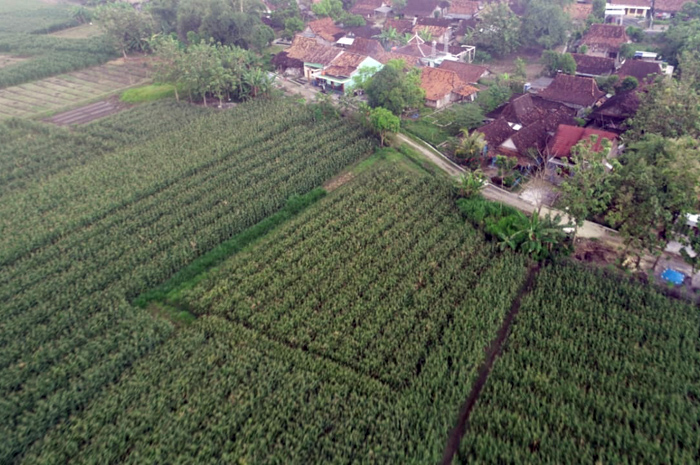 Lokasi pembangunan pabrik seluas 20 hektare oleh investor asal Tiongkok di Desa Sugihmanik, Grobogan.
