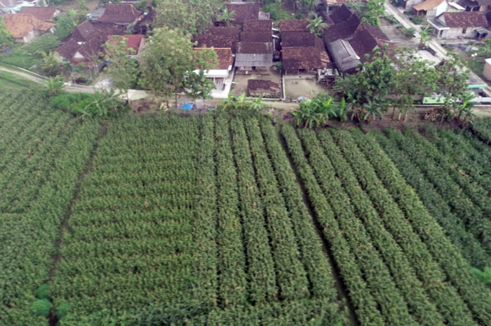 HAMPARAN HIJAU: Luasan lahan milik PT ALIB yang ada di Desa Sugihmanik Kecamatan Tanggungharjo.