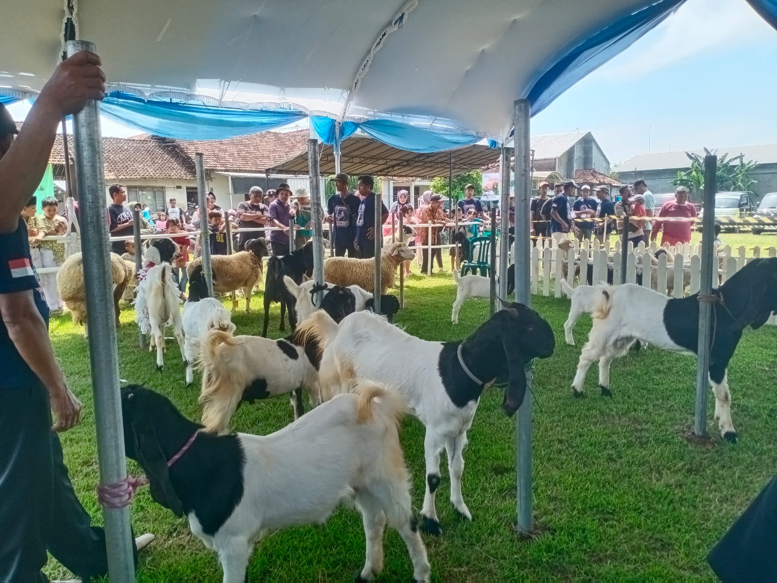 HEWAN TERNAK: Sejumlah kambing yang dipamerkan dalam Festival Kambing Domba, kemarin.