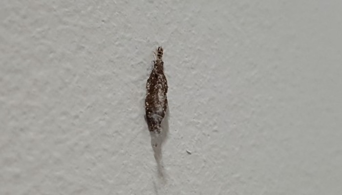 Kamitetep / Plaster Bagworm (Foto : Trapline Pest)
