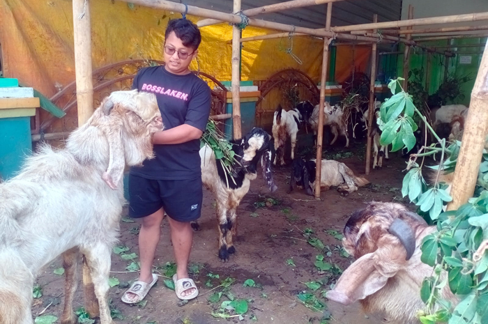 BERI MAKAN TERNAK: Peternak memberi makan kambing menggunakan rumput yang telah dikumpulkan, kemarin.