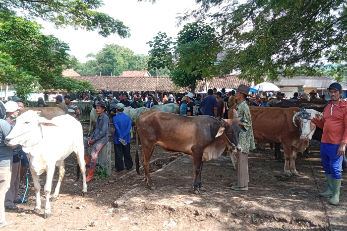 Para pedagang berjualan sapi di Pasar Hewan Pamotan beberapa waktu lalu.
