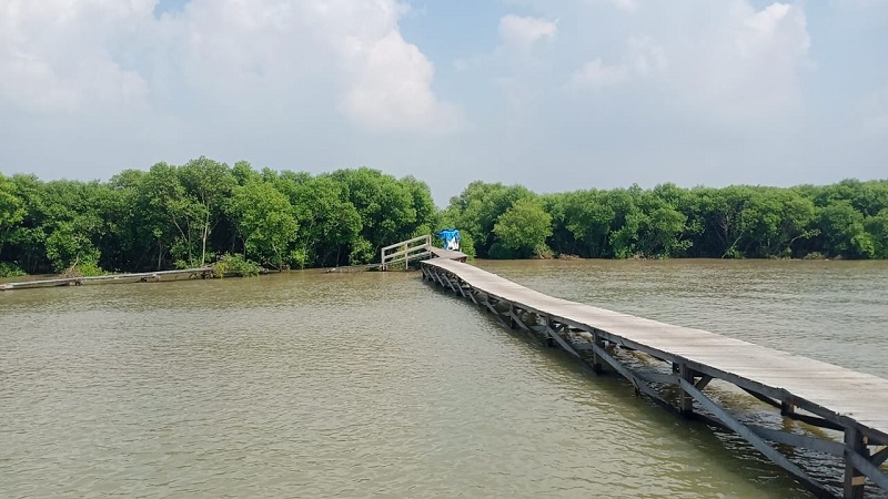 WISATA: Hutan mangrove memenuhi pantai di Desa Tunggulsari, Tayu belum lama ini.