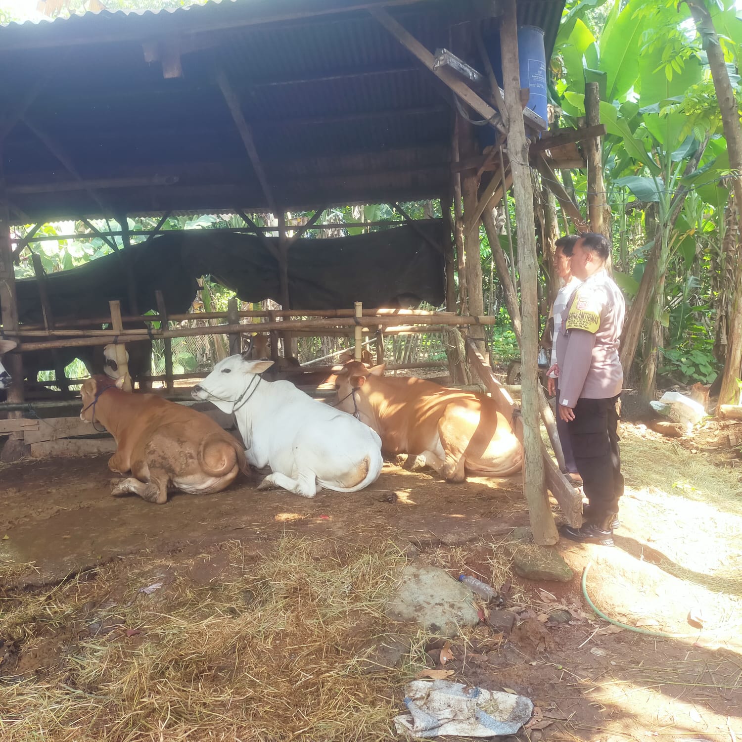 Jelang Idul Adha, anggota Polres Jepara melakukan pengecekan ke Peternak Sapi dan menghimbau menjaga kesehatan ternak