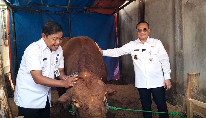 Bupati Pati Sudewo menyerahkan bantuan sapi untuk kurban di Desa Wateshaji Kecamatan Pucakwangi.