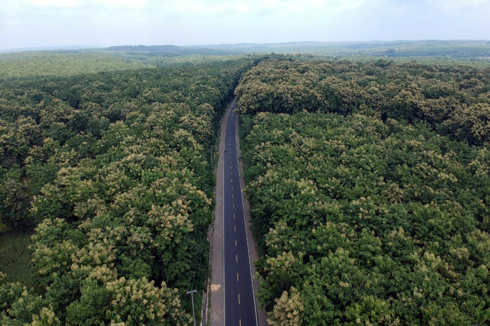 LAHAN HUTAN: Kondisi tampak atas hutan Cepu yang masih asri dengan banyaknya pohon jati belum lama ini.